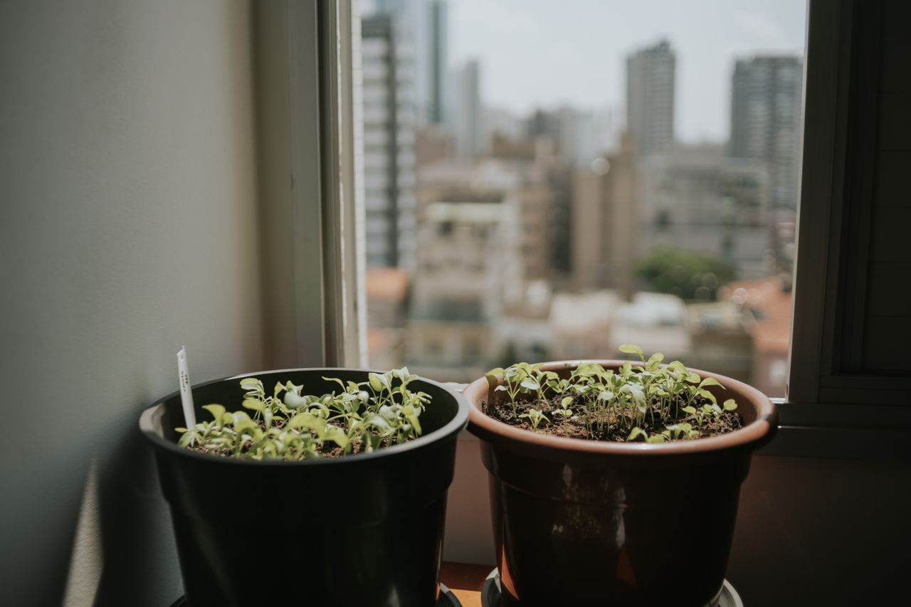 10 Vastu-Approved Plants for Your Apartment + Where to Place Them
